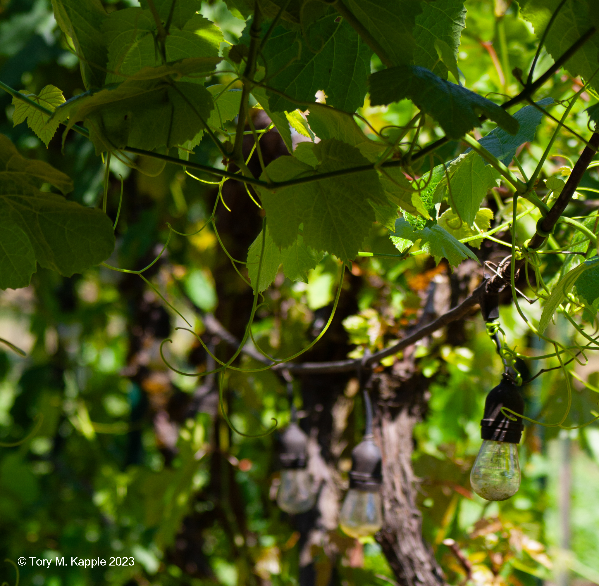 Photo by Tory Kapple at Moonstonebones.com